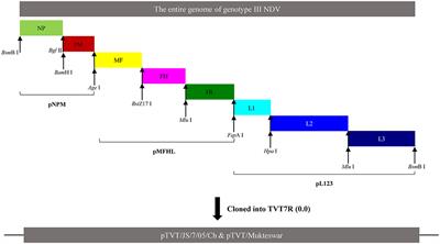 Amino Acid Mutations in Hemagglutinin-Neuraminidase Enhance the Virulence and Pathogenicity of the Genotype III Newcastle Disease Vaccine Strain After Intravenous Inoculation